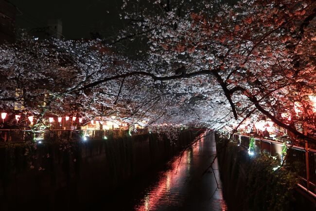 コロナ禍もやっと終焉でしょうか？<br />今年からお花見も解禁なのに、桜が咲いたら東京は雨模様。<br />雨の合間を縫って桜見物に歩き回りました。<br />3月24日（金）の東京の桜です。<br />中目黒→千鳥ヶ淵→夜の日本橋三越→夜の中目黒です。