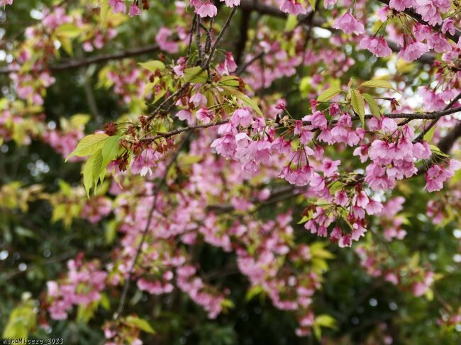 熊谷市の「道の駅めぬま」へ、吟子桜（河津桜）を見に行きました。前回訪問時（2月末）に、１本だけ残った、と思ったのですが、吟子桜（河津桜）は他にも残っていて、綺麗に咲いていたようでした。<br /><br />今回訪れたこの日は、ソメイヨシノが咲き始める時期でもあり、吟子桜は散り進んでいて葉が出始めていました。荻野吟子の誕生日（3月3日）頃に咲くのでそう呼ばれているのですが、見頃はもう少し後のようでした。