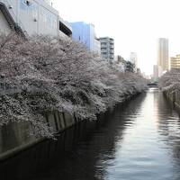 満開にはちょっと早かった目黒川の桜2023年3月