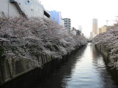 満開にはちょっと早かった目黒川の桜2023年3月