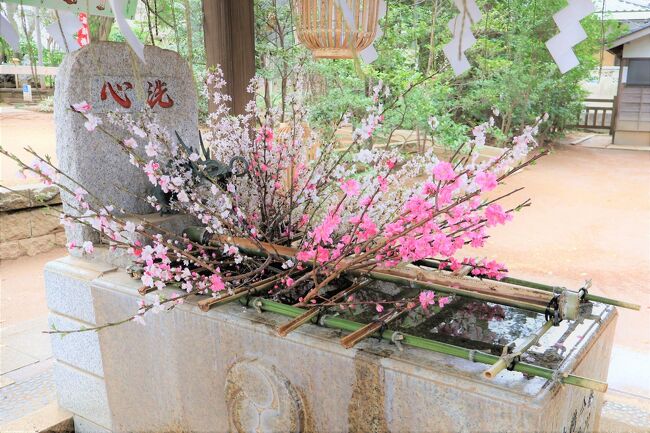 今年は早々に東京の桜が満開になったけれど、晴天には恵まれず…、ちょっともやもやした気分。<br />1度は国立歴史民俗博物館へ行ってみたいと思っていたので、佐倉市までお花見にGO！<br /><br />3日前の天気予報は晴れ、特急しおさいのチケットレス指定席（35％引き）を取り、桜まつりの開始日だしねと意気込んだのに、雨だ…。<br />スギ花粉症の身からすると、恵みの雨ではあるけれど、「青空」に映える桜が見たかったぞ（笑）<br /><br />東京駅→（しおさい）→佐倉駅…旧堀田邸…教安寺…佐倉新町おはやし館…麻賀多神社…佐倉城址公園…国立歴史民俗博物館…京成佐倉駅→東日本橋/馬喰横山→新宿駅<br /><br />31,519歩<br />博物館の中もいっぱい歩きました！<br /><br />＊帰りの電車から印旛沼の佐倉ふるさと広場や用水路沿いの桜並木が見えました。<br />水車もあり、タイミングがあえばチューリップも見れる、印旛沼では遊覧船もあるし、サイクリングもできるので、来年の候補の一つにしようっと（笑）<br /><br /><br />