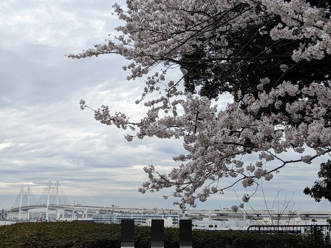 桜の季節が訪れ<br />今日も一人、街歩き(*^-^*)<br /><br />昔の記憶をたどって港の見える丘公園を目指しました。<br />人の記憶とは曖昧なもので・・・<br />青春時代に見た光景とは違うものですね～<br /><br />ベイブリッジなんて無かったし（笑）<br /><br />すっかり田舎者になってしまった浜っ子・だった私・・・<br />