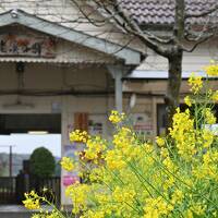 なぜか「焼きまくる」サクラ満開*花見月の.東京&千葉 .*雨の小湊鉄道* 菜の花畑でつかまえてー。