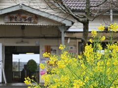 なぜか「焼きまくる」サクラ満開*花見月の.東京&千葉 .*雨の小湊鉄道* 菜の花畑でつかまえてー。