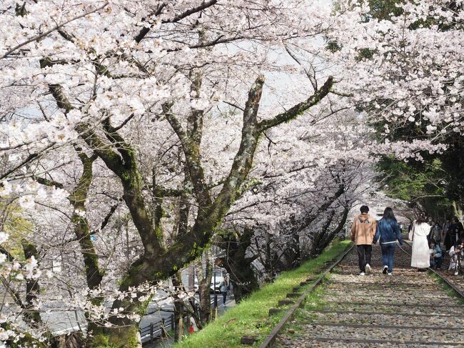 蹴上スタート、清水寺まで２５０００歩、たっぷり桜を堪能しました。<br />今日は写真をたくさん載せました。いつもは見に来てくださった方がササっと見られるように、多くても５０枚程度までにしようと決めてアップしているのですが、今日は一気に７５枚。<br />京都桜旅行の参考になれば幸いです。<br />