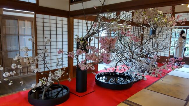 しっとり雨天の武州金沢の桜見と「花と博文邸」