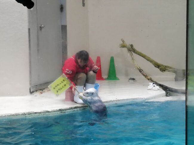 いつか行こうと思っていた三重の梅の名所を5泊6日で見てきました。いなべ梅林公園、鈴鹿の森庭園、結城神社の梅と鳥羽水族館でラッコを見るのがメインの目的です。そのほかは前日などにざっくり予定を決めて観光してきました。予定していた日程が天気が微妙だったので1週間をきってから予約しましたが見たかった場所は天気も良く梅も見ごろで満喫できました。<br /><br />★旅行記14のルート　<br />伊勢市駅→鳥羽駅→ポケふた→鳥羽水族館（ラッコのお食事タイム～ジュゴン～セイウチふれあいタイム）<br /><br />----------------------------------------------------------------------<br />１日目　2023年3月9日（木）<br />１．ぷらっとこだまで名古屋移動～味仙の台湾ラーメン<br />----------------------------------------------------------------------<br />２日目　2023年3月10日（金）<br />２．コンパルのモーニング＆豊橋のマンホールカード<br />３．岡崎のマンホールカード①（藤川駅～東岡崎駅～菅生神社）<br />４．岡崎のマンホールカード②（岡崎城～中岡崎駅～岡崎駅）<br />５．愛知 マンホールカード（安城駅～大府駅）～津駅<br />----------------------------------------------------------------------<br />３日目　2023年3月11日（土）<br />６．結城神社の満開のしだれ梅（無料エリア）<br />７．結城神社の満開のしだれ梅（有料エリア）＆いたろうの津餃子とラーメ<br />ン<br />８．鈴鹿の森庭園の満開のしだれ梅（昼編）<br />９．鈴鹿の森庭園の満開のしだれ梅（夕暮れ編）<br />10．鈴鹿の森庭園の満開のしだれ梅（ライトアップ編）<br />----------------------------------------------------------------------<br />４日目　2023年3月12日（日）<br />11．四日市のマンホールカード＆隆座のトンテキ<br />12．伊勢市のマンホールカード＆伊勢神宮外宮<br />13．赤福本店～伊勢神宮内宮～ぎょうざの美鈴<br />----------------------------------------------------------------------<br />５日目　2023年3月13日（月）<br />14．鳥羽水族館①（ラッコのお食事タイム～セイウチふれあいタイム）←★今ここ<br />15．鳥羽水族館②（レストラン花さんご～ラッコ～ジュゴン～スナドリネコ等）<br />16．鳥羽水族館③（ラッコのお食事タイム～漣の海老フライ～鳥羽城）<br />----------------------------------------------------------------------<br />６日目　2023年3月14日（火）最終日<br />17．三岐鉄道とバスでいなべ梅林公園へ行ってみた<br />18．阿下喜駅～西桑名駅移動＆桑名のマンホールカード<br />19．河津桜の咲くなばなの里～名古屋駅（赤福茶屋）