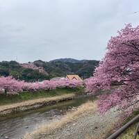 河津桜　