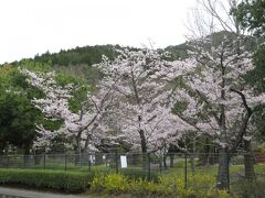 春日井三山の弥勒山のツツジと山桜
