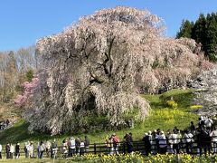 奈良　又兵衛桜と北向き地蔵の桜