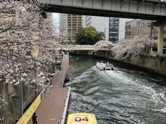 桜満開～雨止んだ週明け、東急沿線あちこち桜〆は目黒川編