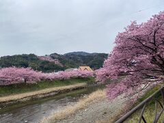 河津桜　