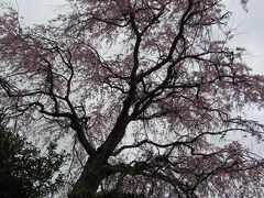 実方家の枝垂れ桜－2023年春