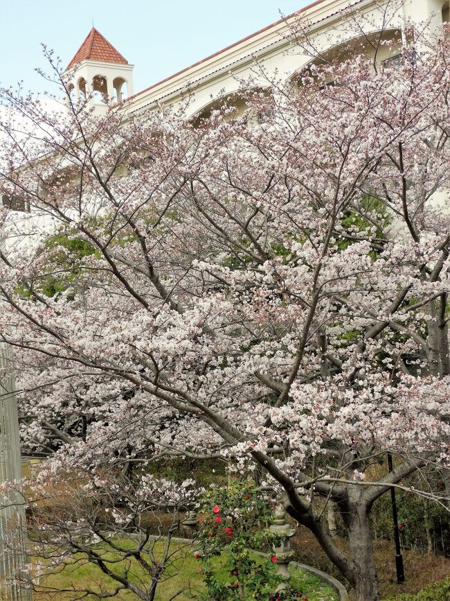 神戸しあわせの村は早くも桜が満開間近となり春爛漫となったので、再度の投稿です。