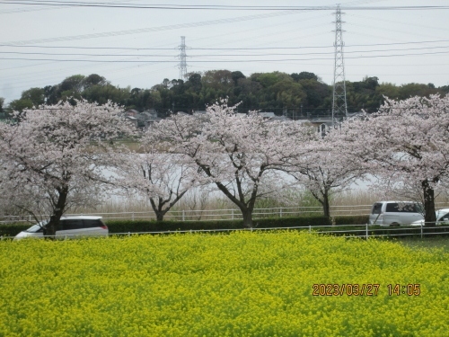 菜の花畑は湖畔道路「手賀沼ふれあいライン」脇の休耕田を活用した約５千平方メートル。２０年ほど前に地元農家が景観対策を兼ねて栽培を始め、市の支援もあって「湖畔の黄色いじゅうたん」と人気を集めるようになった。今年の菜の花畑は２枚のみで狭くなってしまいました。桜の木は太く成り、花が沢山咲いていますが菜の花は湖畔一面に黄色い絨毯では無くなり残念でが柏周辺では競演が見れる場所は少ない。帰りに駐車場の向が日本茶カフェの「茶処喫茶たけやま」で休憩しました。