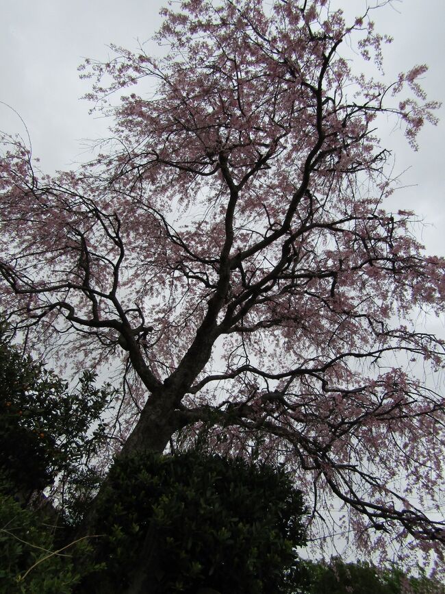 　実方塚があった山の中腹にあるのが実方家である。その門の横に植えられた枝垂れ桜が今年も綺麗に咲いた。見た目は例年よりはピンクの色が濃い。<br />　それにしてもこの2日間は雨続きで、枝垂れ桜の開花が気になっていたが、如何せんそれを確かめることが出来なかった。そのため、こうした桜見が曇天の下になってしまった。<br />　やはり、電柱と電線が邪魔しており、こうした電柱を道路の反対側に移したならば、より桜が映えるのにと思われた。<br />（表紙写真は実方家の枝垂れ桜）