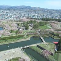 五稜郭でお花見　202204桜の函館⑤ 