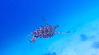 タイさんのフィリピンの旅64日目(2023/3/26) 白い砂浜とウミガメのマンティゲ島