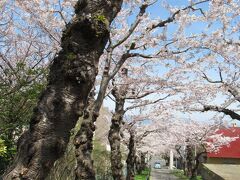 海と桜と観覧車　202204桜の函館⑥