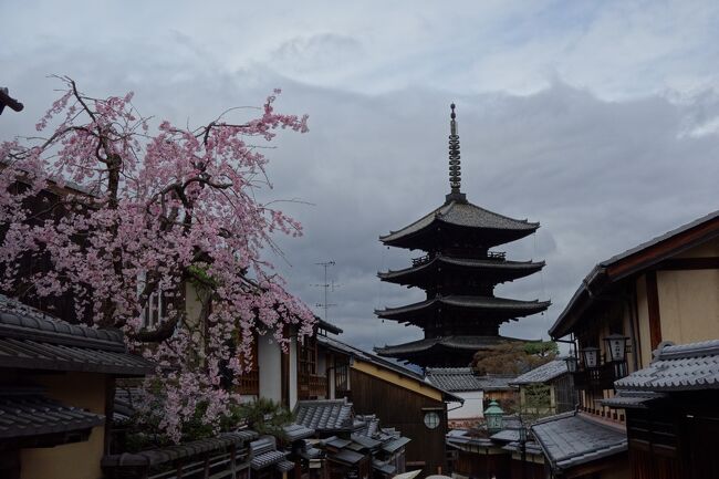 まだ旅行記に取り掛かれていないですが、昨秋訪れた京都の紅葉が印象的だったので、次は桜の季節に訪れてみようと京都にやってきました。<br />年初の予約時点では、桜満開には早すぎるタイミングだと思っていましたが、暖冬の影響で桜のタイミングにはピッタリ。<br />どれくらい混んでいるのか想像が付かなかったので、事前に桜の名所は色々頭にインプットだけし、当日の状況次第で行動することに決めて京都に到着。<br />京都駅前の状況を見て人気スポットでも行けそうだと判断し、一年中混雑している清水寺に向かう事にしました。