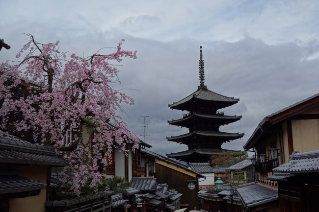 京都訪問2023①（京都の桜を見に行く：京都市内・清水寺、清水坂、二年坂）