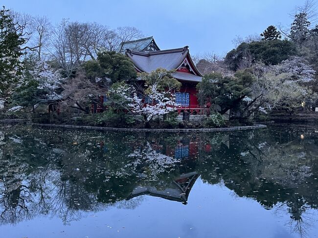 シンガポールから遊びに来た友人のリクエストで、いちご狩りの帰りに井の頭公園でお花見をしました。<br /><br />三鷹市にある『以志井農園のいちごランド』でいちご狩り<br />https://4travel.jp/travelogue/11817556