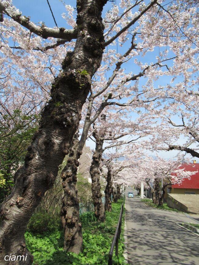 202204桜の函館⑥