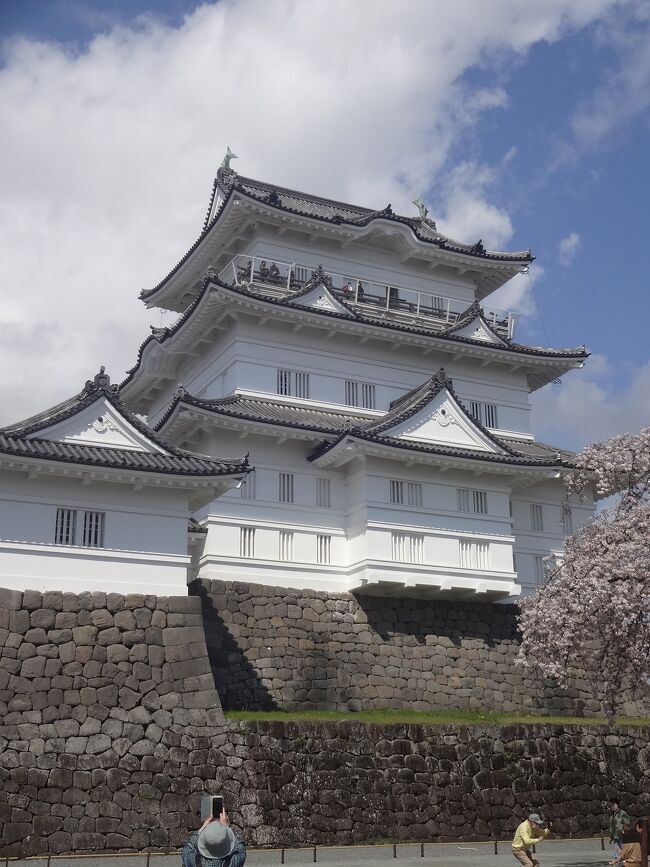 3月も後半になると桜が満開になりました。<br /><br />年々進む温暖化の影響？でしょうか、桜前線の北上も早まっているようです。<br /><br />この日本でも特に美しい時期に小田原城の桜を満喫し、箱根の芦ノ湖、さらに熱海へとドライブしました。<br /><br />至る所ソメイヨシノはもちろん、種々の桜が咲き乱れていましたーー。