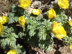 お花のお山 藤原岳孫太尾根