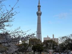 シンガポールから遊びに来た友人と隅田公園でお花見　その１