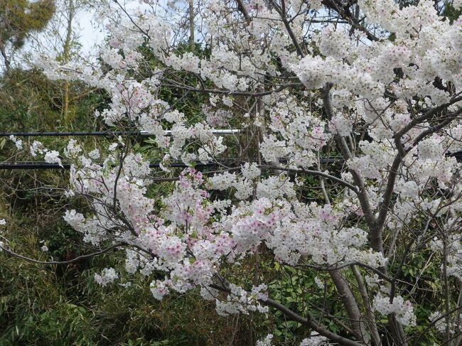 鎌倉山でお花見しました。