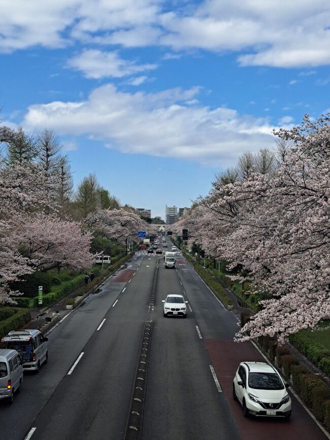 駅からハイキングに参加しました。<br />午前中は雨が降っていましたが、一橋大学前の通りが桜の見ごろを迎えたということで行ってきました。<br />コースは<br />矢川駅→矢川通り→富士見通り→旧国立駅舎→大学通り→大学通り歩道橋→さくら通り→団地通り→谷保駅→城山公園→国立市古民家→くにたち郷土文化館→矢川駅<br />歩行距離 約9.0km