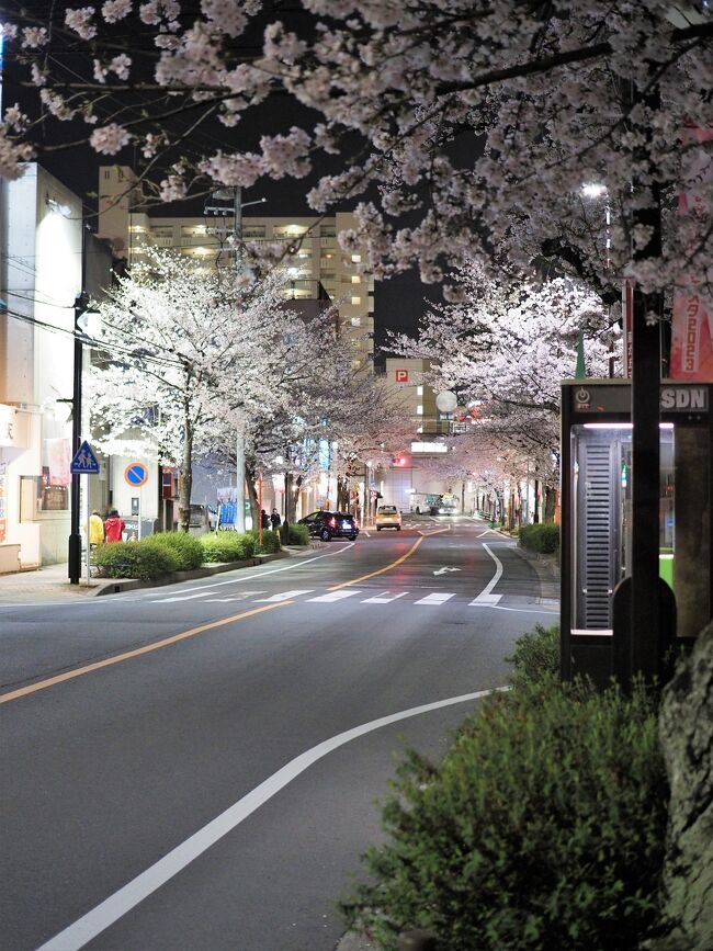 さくらまつりも行われる地下鉄東山線藤が丘駅。今年は、昨年より一週間開花が早いように思えます。周辺は、飲食店も多く、ジブリパークへ行くリニモの駅でもあります。