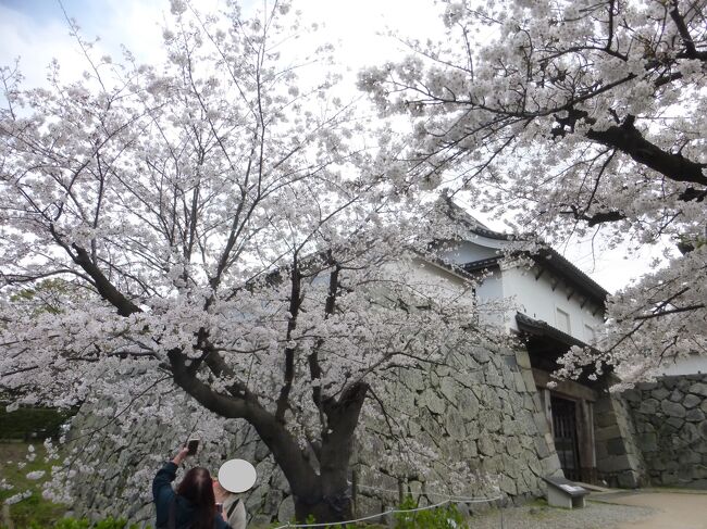 福岡市で満開になった桜観賞散策の福岡城下之橋御門エリア編です。<br /><br />写真のコメントは、一部を除いて省略させて頂きます。<br /><br />また、写真は順不同になっておりますのでご了承下さい。