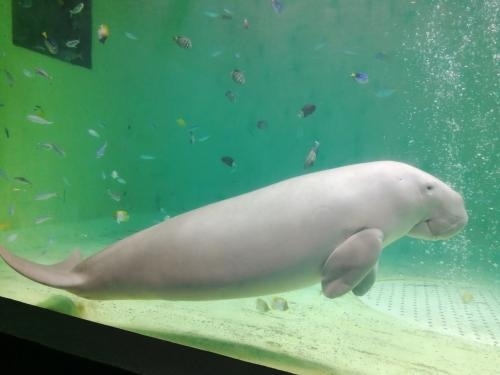 ’２３　愛知・三重梅さんぽ１５　鳥羽水族館②（レストラン花さんご～ラッコ～ジュゴン～スナドリネコ等）