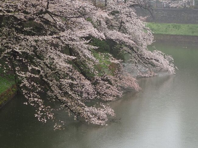 桜は咲いたものの、毎週末雨。<br /><br />ゆっくりと花見ができるのは、この日しかなく濡れるの覚悟で目黒川、千鳥ヶ淵、靖国神社、砧公園の桜を楽しんできました。<br />