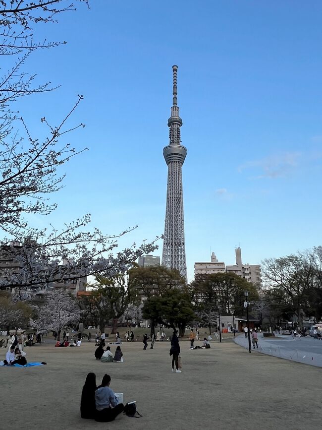 シンガポールから遊びに来た友人は、この日は飯能にあるムーミンバレーパークに行くはずだったけど、翌日は雨で桜が散ってしまうので、その前にお花見を楽しみたいということで、急きょ予定を変更して隅田公園でのお花見を楽しみました。友人は、昼間には前夜にわたしと行った井の頭公園でお昼のお花見も楽しんだそうです。せっかく桜の時季に東京に来れたのでと、桜の花見を楽しんでいました。