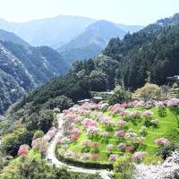 フジドリームエアラインズの新規就航☆中部⇔高知で高知食い倒れの旅.•*¨*•.¸¸♬