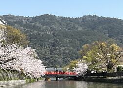 ⑫桜満喫　マダムの春旅イン京都　3日目の３　岡崎十石舟めぐり　