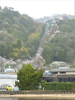 雨と桜の天橋立・伊根 列車旅 ③ （天橋立・宮津編）