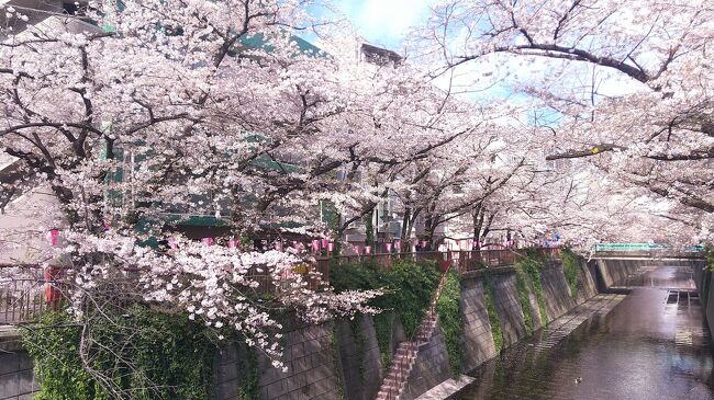 定番ですが、何度目かの溝の口の枝垂桜と、昨年は行けなかった中目黒の桜です。<br />あとから見ると桜だけなのですが、、＾＾；毎年こうやって元気に桜を見られることに感謝して、ある意味一年を振り返る、よい機会な気がします。<br /><br />写真代わり映えしない旅行記ですが、宜しければお読みいただければと思います。<br /><br />過去の中目黒その他桜の旅行記はこちら～<br />2019年<br />https://4travel.jp/travelogue/11476564<br /><br />2020年<br />https://4travel.jp/travelogue/11619567<br />https://4travel.jp/travelogue/11619454<br /><br />2021年<br />https://4travel.jp/travelogue/11683696<br />https://4travel.jp/travelogue/11678469<br /><br />2022年<br />https://4travel.jp/travelogue/11745229