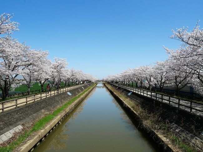 ■毎年恒例になったサクラネックレス花見散歩に出かけました。<br />日光川、須ヶ谷川堰堤は桜並木がリンク状に連なることから「サクラネックレス」と呼ばれています。<br /><br />■今年も見事な桜を見せてくれました。特に須ヶ谷川堰堤の桜並木は圧巻です、満開の桜が両側ツインで1.5ｋｍ　続いています。<br /><br />■今年は歩道がきれいに整備され、ベビーカーでも安全に散策できます。<br /><br />■満開のさくら、深緑の麦畑、天高くヒバリのさえずり、コントラストが素晴らしい。<br />