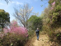 二子山登山と公渕公園の花見