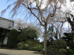 光長寺の枝垂れ桜が散終わりまじかです