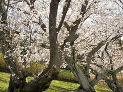 早くも満開となった奥須磨公園の桜