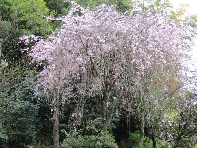 　堀口家の枝垂れ桜（https://4travel.jp/travelogue/11817672）が満開になった。<br />　この周辺では一番遅い枝垂れ桜であるから、枝垂れ桜ももう終わりが近づきつつあるのか。<br />（表紙写真は満開の堀口家の枝垂れ桜）