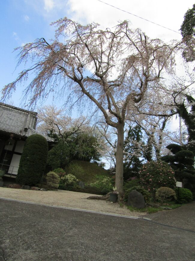 　横浜市栄区飯島町にある光長寺には1本の枝垂れ桜がある。しかし、もう散終わりまじかだ。<br />　境内のソメイヨシノはまだ満開を過ぎたくらいであるが、他の品種では全くの葉桜になっている木もある。<br />　昨年も花見に訪れており、最初は開花したばかりであり、その後、もう一度訪れてこの光長寺の満開の枝垂れ桜（https://4travel.jp/travelogue/11746455）を楽しんだのだが…。<br />　いかんせん、今年の枝垂れ桜の開花は早く、WBCや雨で桜見の時期を逸してしまった。<br />（表紙写真は光長寺の枝垂れ桜）