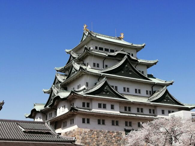 どうする家康で舞台の一つとなる名古屋。<br />ずらし旅というお得なプランを利用して、全国旅行支援も使ってお得に名古屋見てきました。<br />3/28(火曜) 絶好の花見日和。<br />名古屋城で本丸御殿見て、大須観音へ。<br />味噌煮込みうどん食べて、名古屋旅完結です。