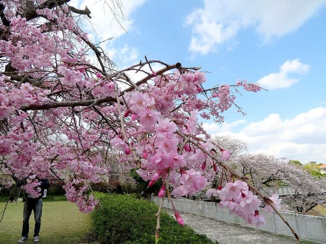 早くも満開を迎えた東京の桜だったが、お天気の方はすっきり晴れることはなく、雨模様の天気が続いていたところ、今日（3月29日）は久しぶりにお陽様がでて、青空も見えた。そこで、急遽、用事を兼ねて、多摩市屈指の桜の名所、奈良原公園へ行ってみた。去年も訪れているが、コロナのせいで、人出は少なかったが、今日は平日にもかかわらず、青空に誘われたのか、人出が多かった。桜はやや満開を過ぎ、散り始めていたものもあったが、見ごろの桜も残っており、楽しむことができた。