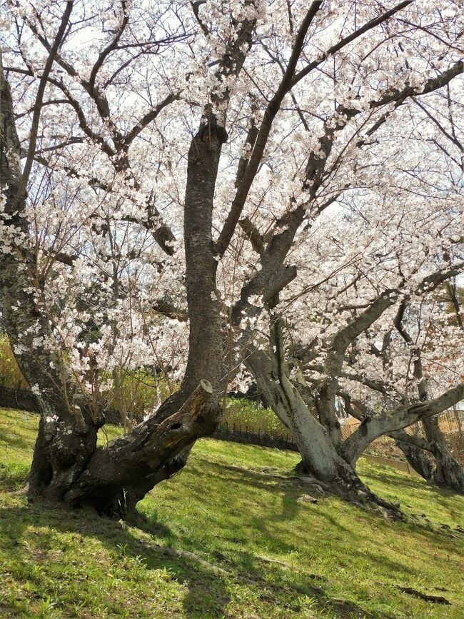 神戸市須磨区の奥須磨公園は、昭和４４年４月に開設された１７．３ヘクタールの広大な敷地に、６つの池を巡る自然地形を利用した公園。春には大勢の花見客で賑わう。今年は例年より早く桜が満開となり、平日にもかかわらず大勢の花見客が訪れていた。今日は朝から絶好の行楽日和で桜を始め、椿やツツジ、ボケなども咲いて春爛漫の一時をのんびりと過ごすことができた。